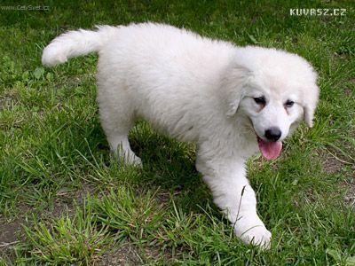 https://images.dog.ceo/breeds/kuvasz/n02104029_4473.jpg