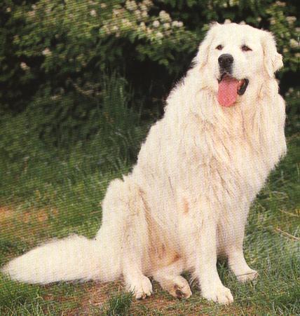 https://images.dog.ceo/breeds/kuvasz/n02104029_4492.jpg