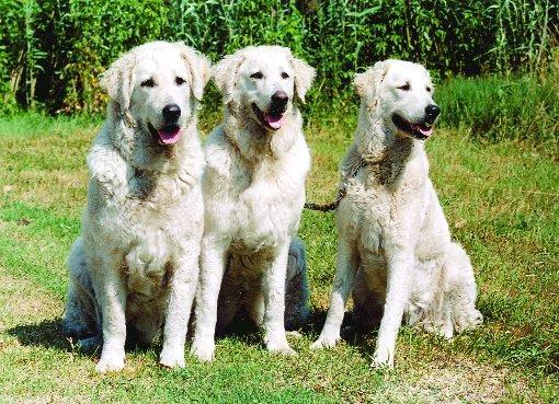 https://images.dog.ceo/breeds/kuvasz/n02104029_4513.jpg