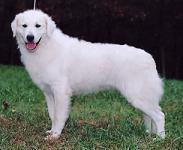 https://images.dog.ceo/breeds/kuvasz/n02104029_4534.jpg