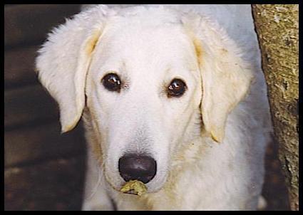 https://images.dog.ceo/breeds/kuvasz/n02104029_4581.jpg