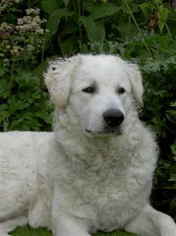 https://images.dog.ceo/breeds/kuvasz/n02104029_4660.jpg