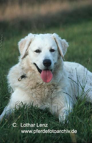 https://images.dog.ceo/breeds/kuvasz/n02104029_4666.jpg