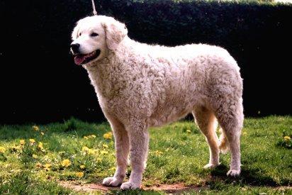 https://images.dog.ceo/breeds/kuvasz/n02104029_4667.jpg