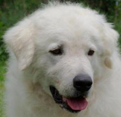 https://images.dog.ceo/breeds/kuvasz/n02104029_4672.jpg