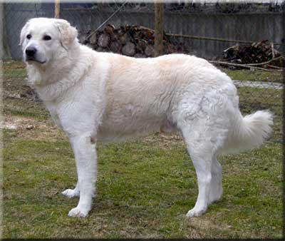 https://images.dog.ceo/breeds/kuvasz/n02104029_4679.jpg