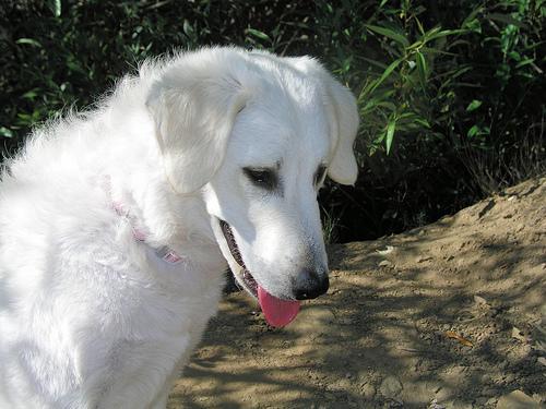 https://images.dog.ceo/breeds/kuvasz/n02104029_4704.jpg