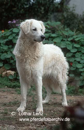 https://images.dog.ceo/breeds/kuvasz/n02104029_4709.jpg