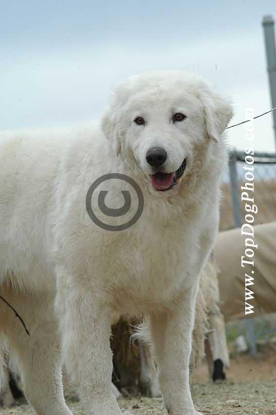 https://images.dog.ceo/breeds/kuvasz/n02104029_4746.jpg