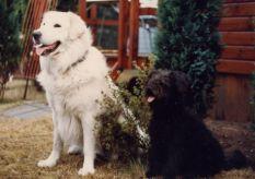 https://images.dog.ceo/breeds/kuvasz/n02104029_4777.jpg