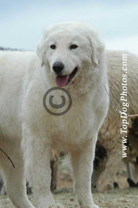 https://images.dog.ceo/breeds/kuvasz/n02104029_4789.jpg