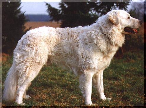 https://images.dog.ceo/breeds/kuvasz/n02104029_4800.jpg