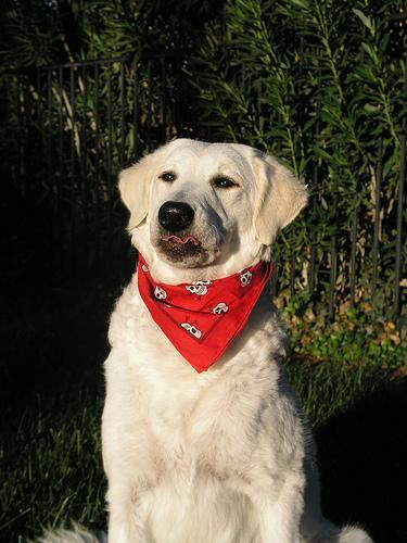 https://images.dog.ceo/breeds/kuvasz/n02104029_4814.jpg