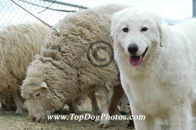 https://images.dog.ceo/breeds/kuvasz/n02104029_4815.jpg