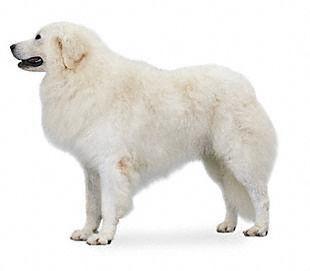 https://images.dog.ceo/breeds/kuvasz/n02104029_525.jpg