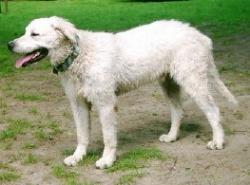 https://images.dog.ceo/breeds/kuvasz/n02104029_593.jpg