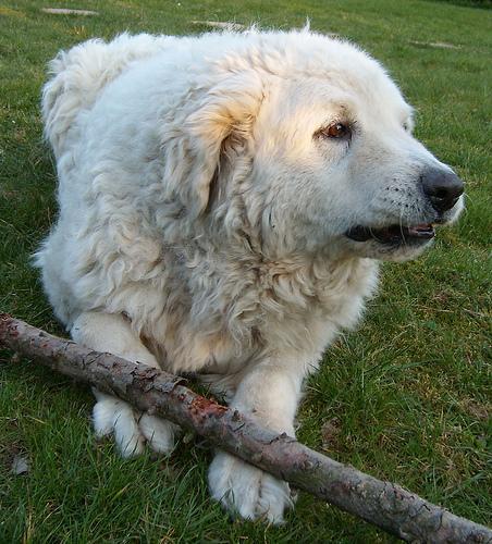 https://images.dog.ceo/breeds/kuvasz/n02104029_662.jpg