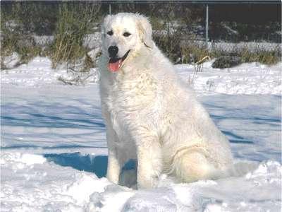 https://images.dog.ceo/breeds/kuvasz/n02104029_685.jpg