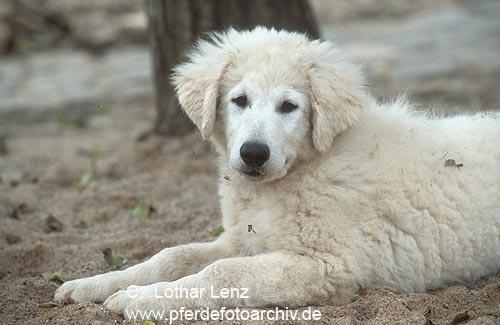 https://images.dog.ceo/breeds/kuvasz/n02104029_690.jpg