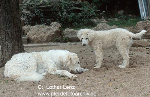 https://images.dog.ceo/breeds/kuvasz/n02104029_766.jpg