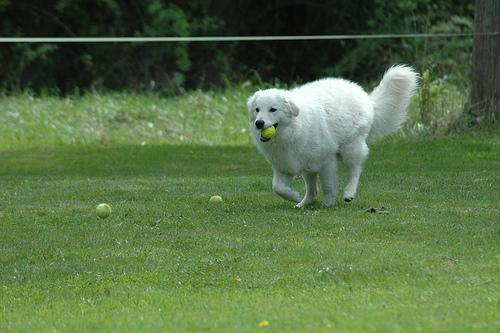 https://images.dog.ceo/breeds/kuvasz/n02104029_792.jpg