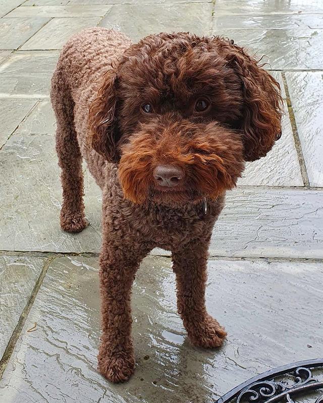 https://images.dog.ceo/breeds/labradoodle/lola.jpg