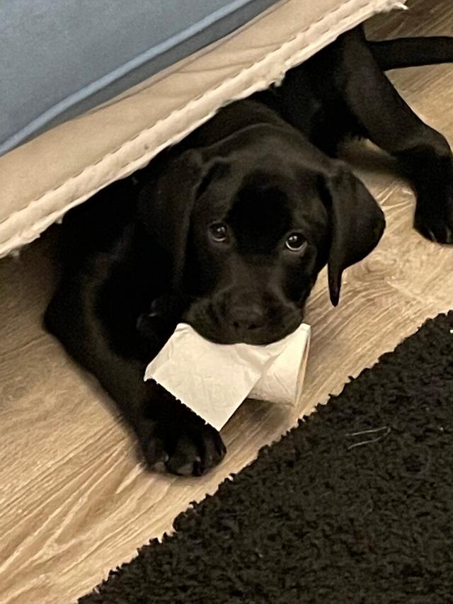 https://images.dog.ceo/breeds/labrador/IMG_2397.jpg