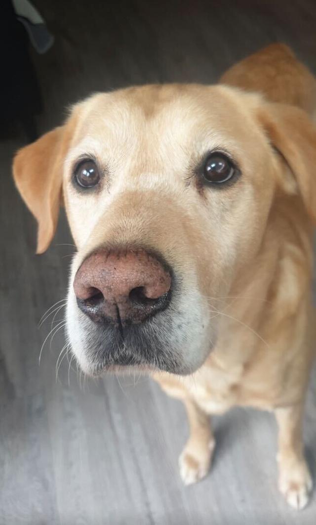 https://images.dog.ceo/breeds/labrador/dog4.jpg