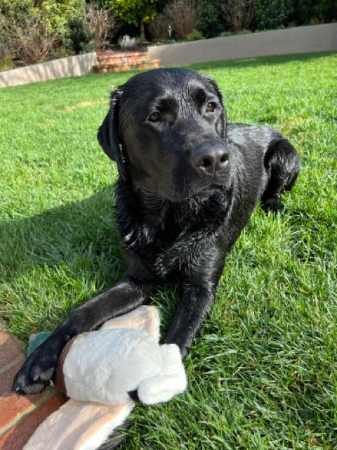 https://images.dog.ceo/breeds/labrador/guinness-black-lab.jpg