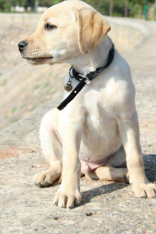 https://images.dog.ceo/breeds/labrador/lab_portrait.jpg