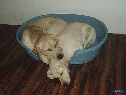 https://images.dog.ceo/breeds/labrador/n02099712_1229.jpg