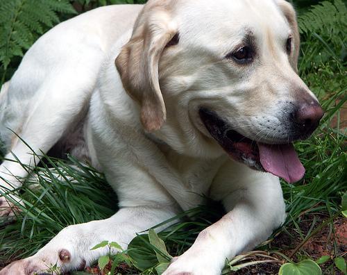 https://images.dog.ceo/breeds/labrador/n02099712_1383.jpg