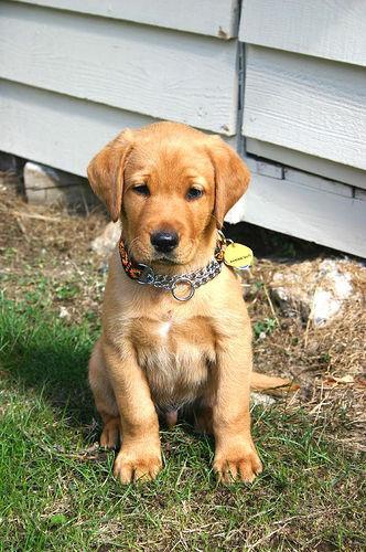 https://images.dog.ceo/breeds/labrador/n02099712_1414.jpg