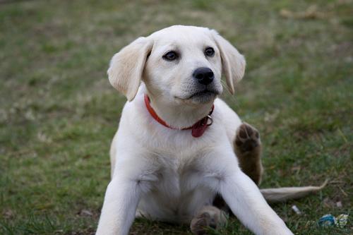 labrador