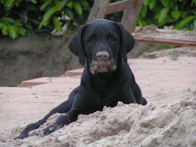 https://images.dog.ceo/breeds/labrador/n02099712_2228.jpg