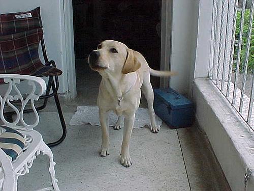 https://images.dog.ceo/breeds/labrador/n02099712_2897.jpg