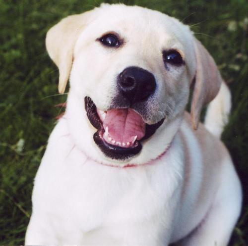 https://images.dog.ceo/breeds/labrador/n02099712_3197.jpg