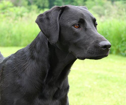 https://images.dog.ceo/breeds/labrador/n02099712_3258.jpg