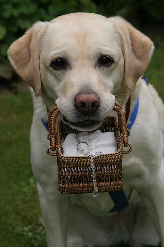 https://images.dog.ceo/breeds/labrador/n02099712_3273.jpg