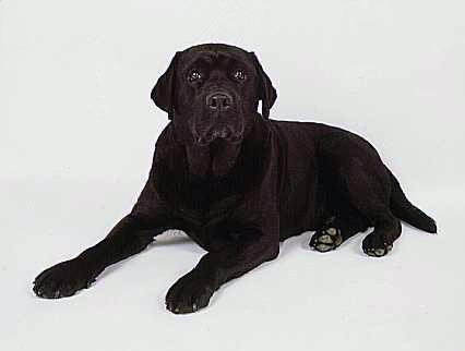 https://images.dog.ceo/breeds/labrador/n02099712_3500.jpg