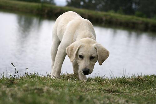 https://images.dog.ceo/breeds/labrador/n02099712_3698.jpg