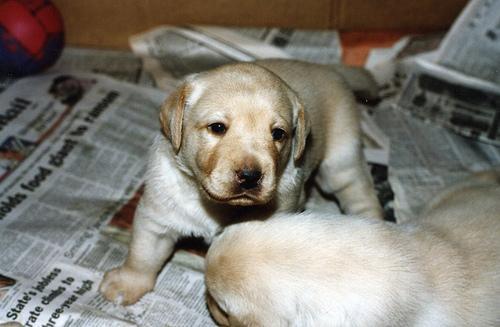 https://images.dog.ceo/breeds/labrador/n02099712_3776.jpg