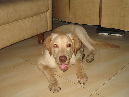 https://images.dog.ceo/breeds/labrador/n02099712_3835.jpg