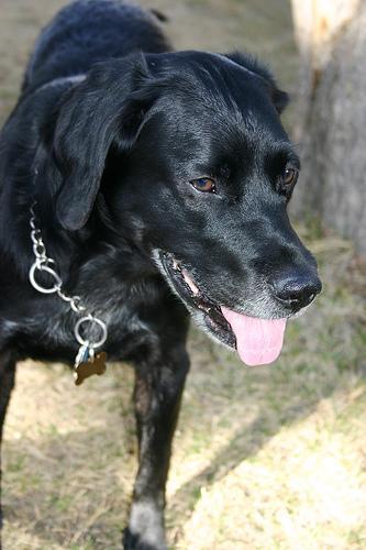 https://images.dog.ceo/breeds/labrador/n02099712_4037.jpg