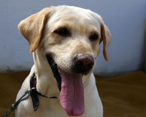 https://images.dog.ceo/breeds/labrador/n02099712_4133.jpg