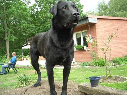 https://images.dog.ceo/breeds/labrador/n02099712_4160.jpg