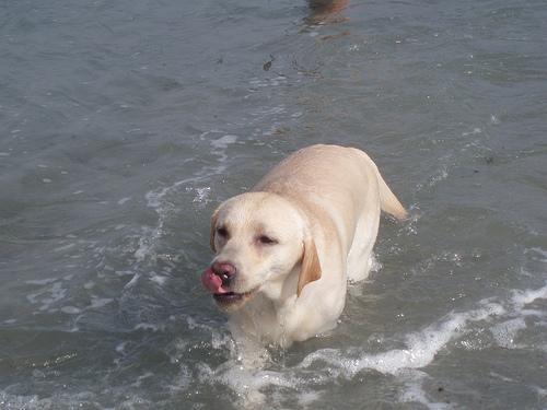 https://images.dog.ceo/breeds/labrador/n02099712_4653.jpg