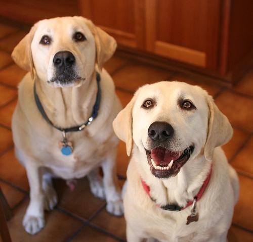 https://images.dog.ceo/breeds/labrador/n02099712_5000.jpg