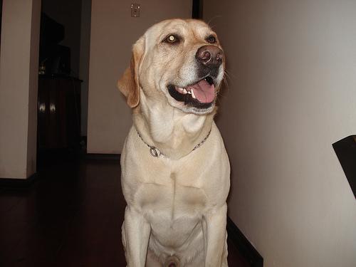 https://images.dog.ceo/breeds/labrador/n02099712_511.jpg