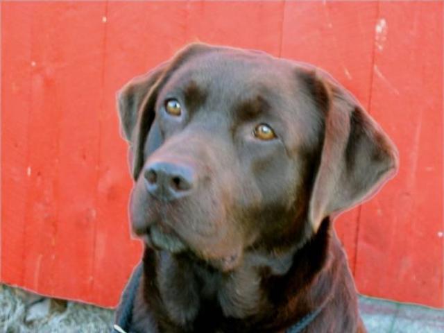 https://images.dog.ceo/breeds/labrador/n02099712_5844.jpg